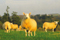 INDIKA Wool Mattress Pad